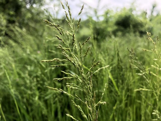 Green Grass HD Picture 