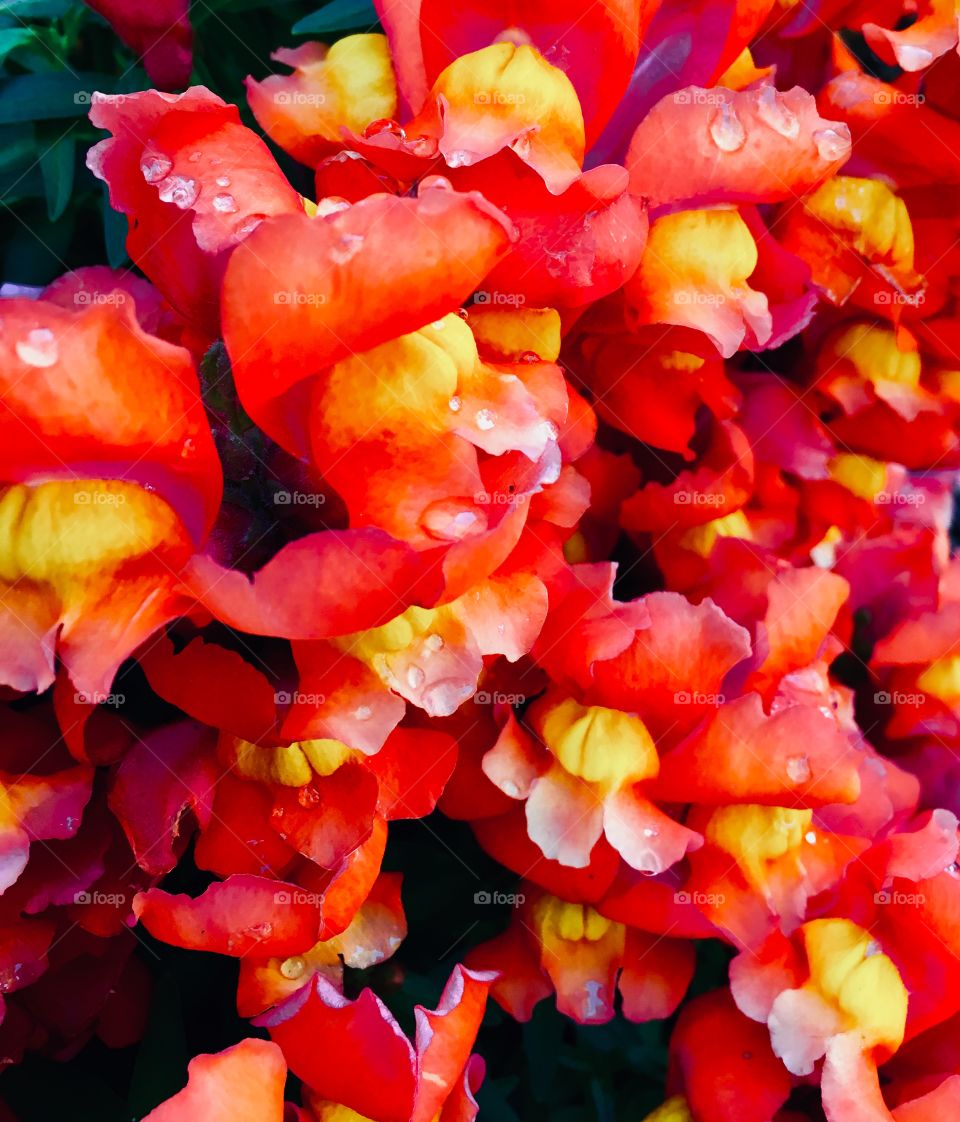 Orange snapdragons
