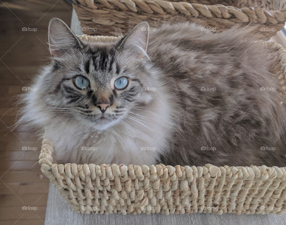 High angle view of cute cat in wicker basket