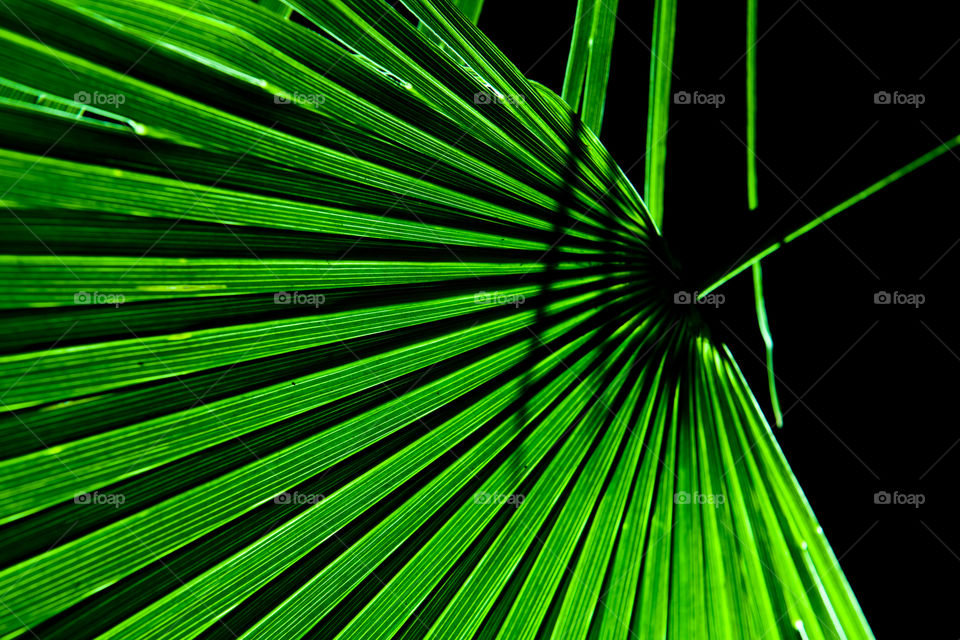 Illuminated palm leaves on the Canary Islands.