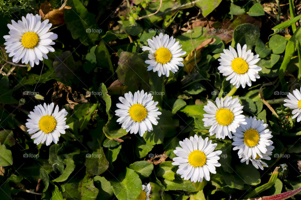 White daisies