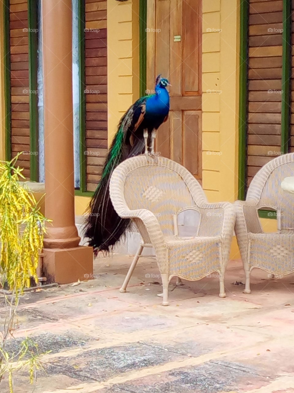 Proud as a Peacock #RhodesHallPlantation #IslandLife #JamaicaThroughMyEyes