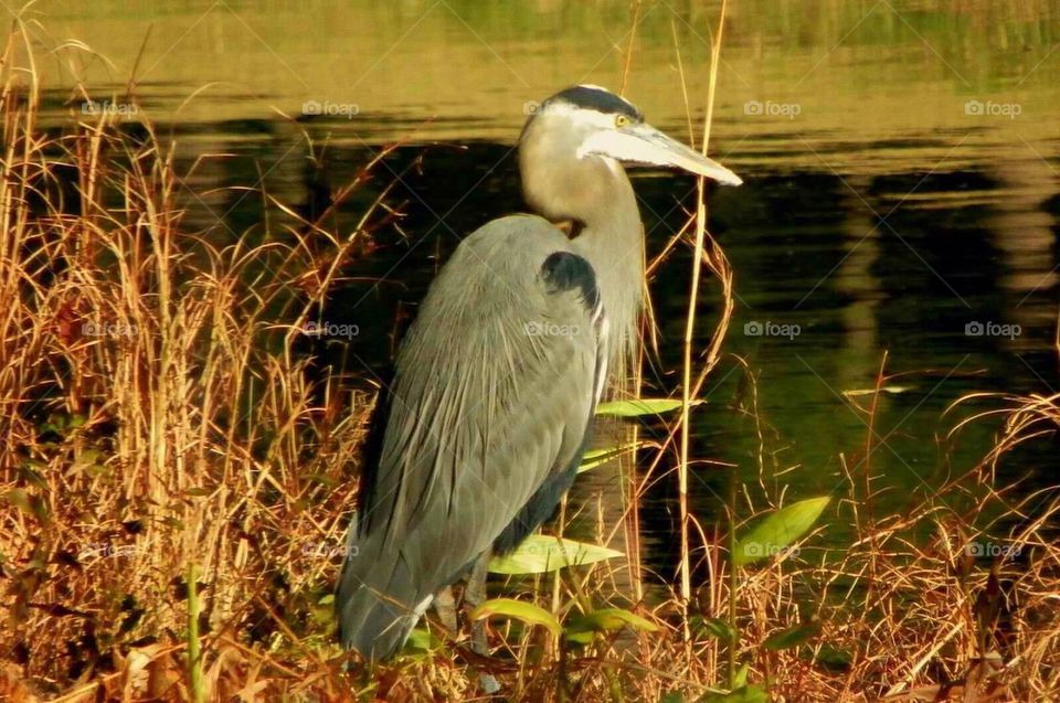 Great Blue Heron