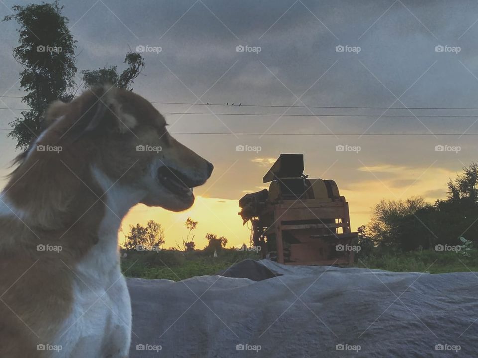 Beautiful Weather in village with dog