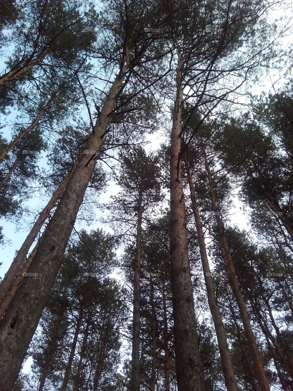 Tree, Wood, Landscape, Conifer, Nature