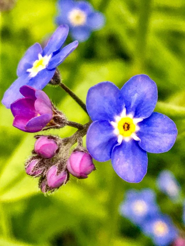 nature