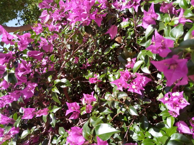 Flowers