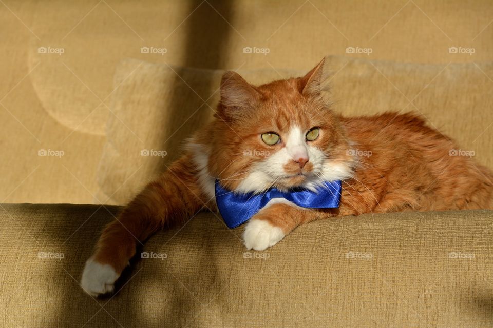 ginger cat funny portrait in bow tie holiday