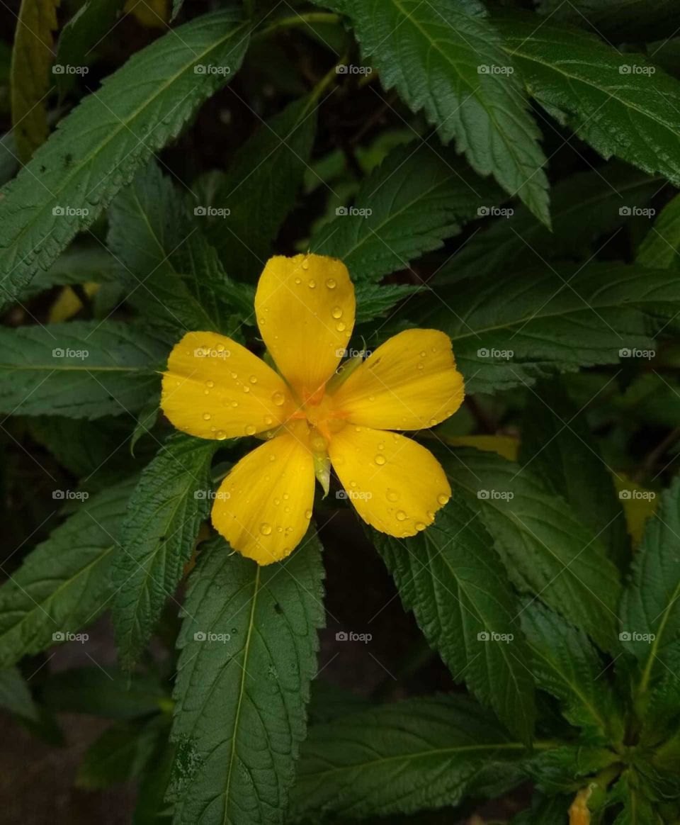 Yellow flower
Sprinkled beautifully by rain drops
Bright and beautiful