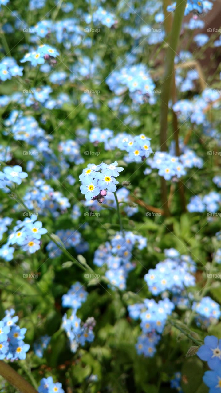 forget me not growing in the sunny spring