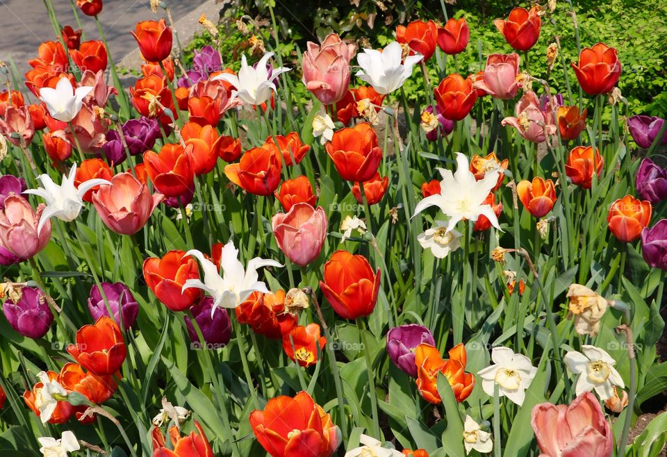 Spring is in full bloom.