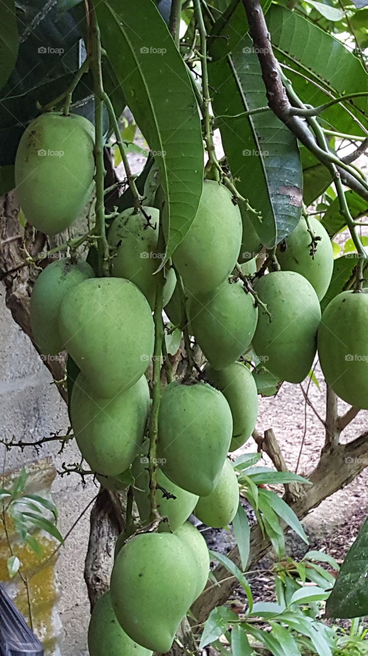 green mangos