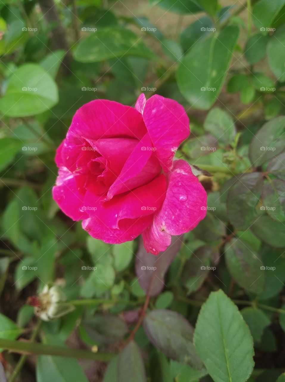 rose flower pink colour small size looks very beautiful generally found everywhere seasonal fresh