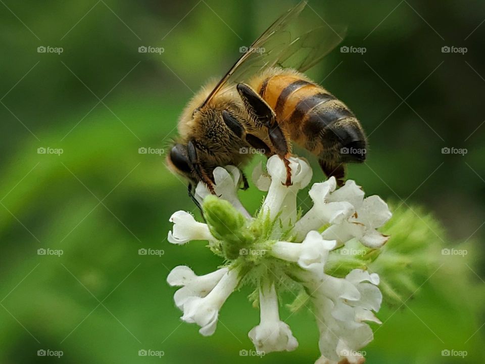 Western honeybee feeding on sweet almond verbena nectar.