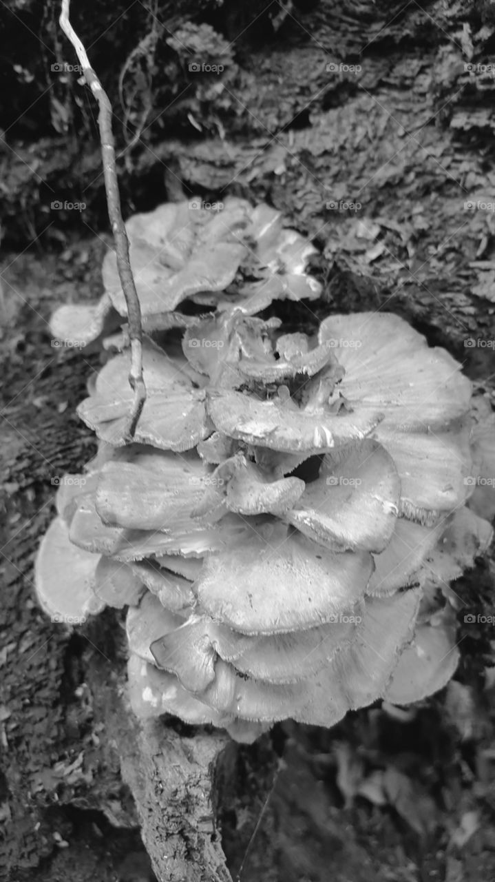fungi