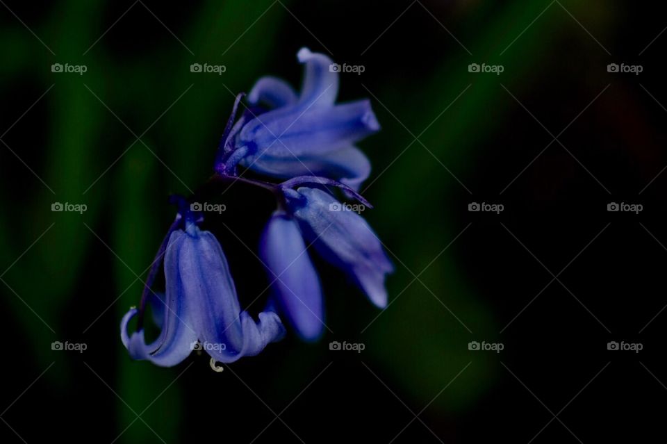 Close-up of blue flowers