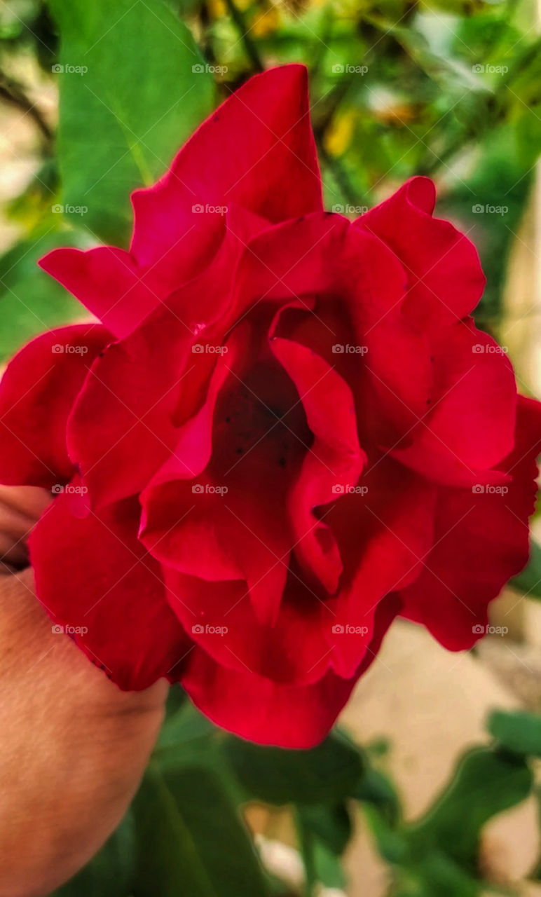 red flower