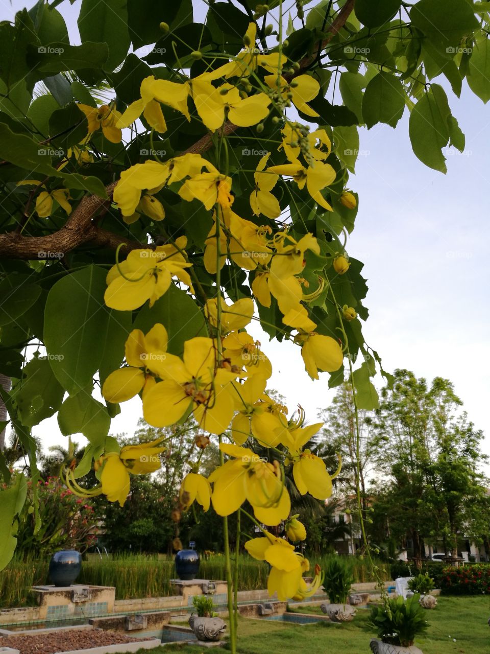 The blooming of golden shower flowers with yellow color in garden.