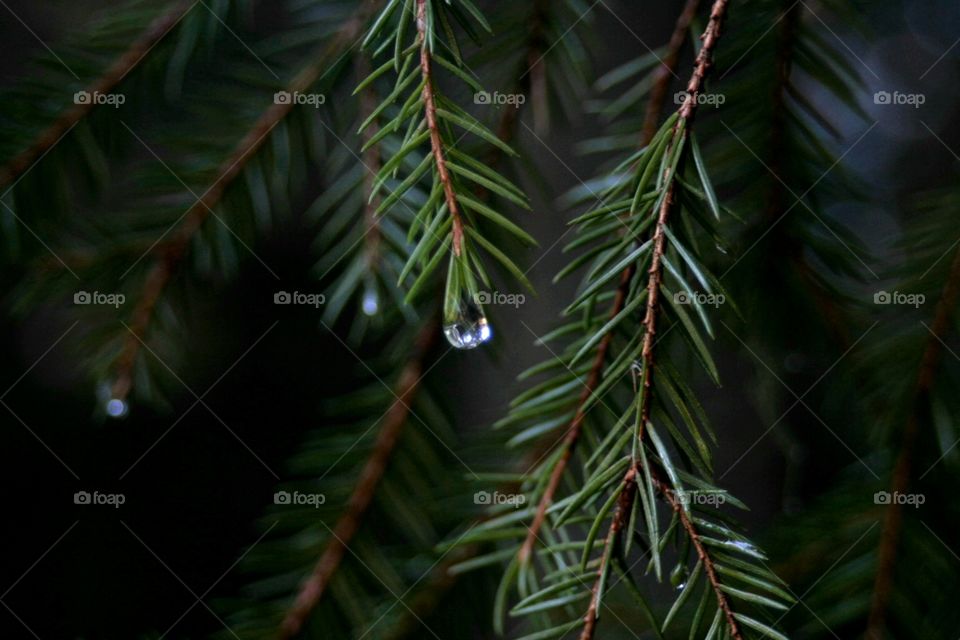 Evergreen tree with waterdrop
