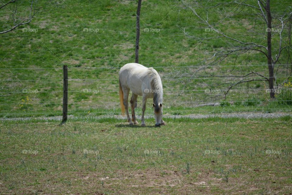 Egyptian Arabian horse