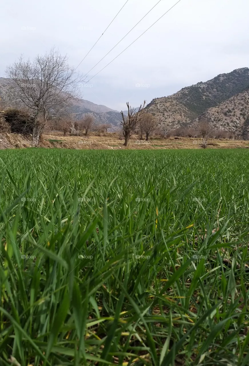 green field