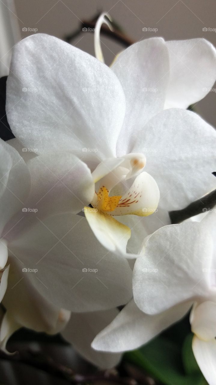 white orchid  closeup