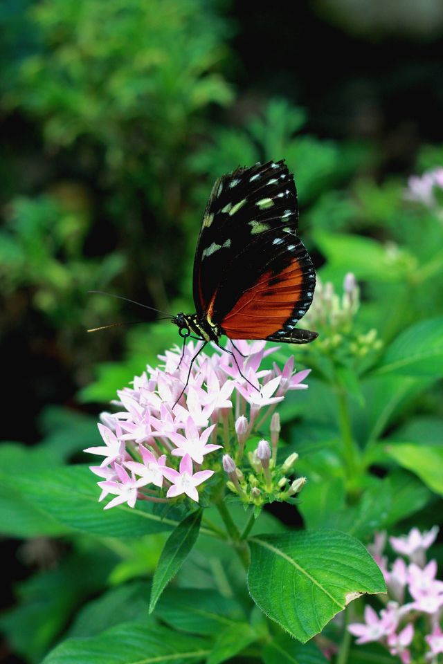 Butterfly Tithorea