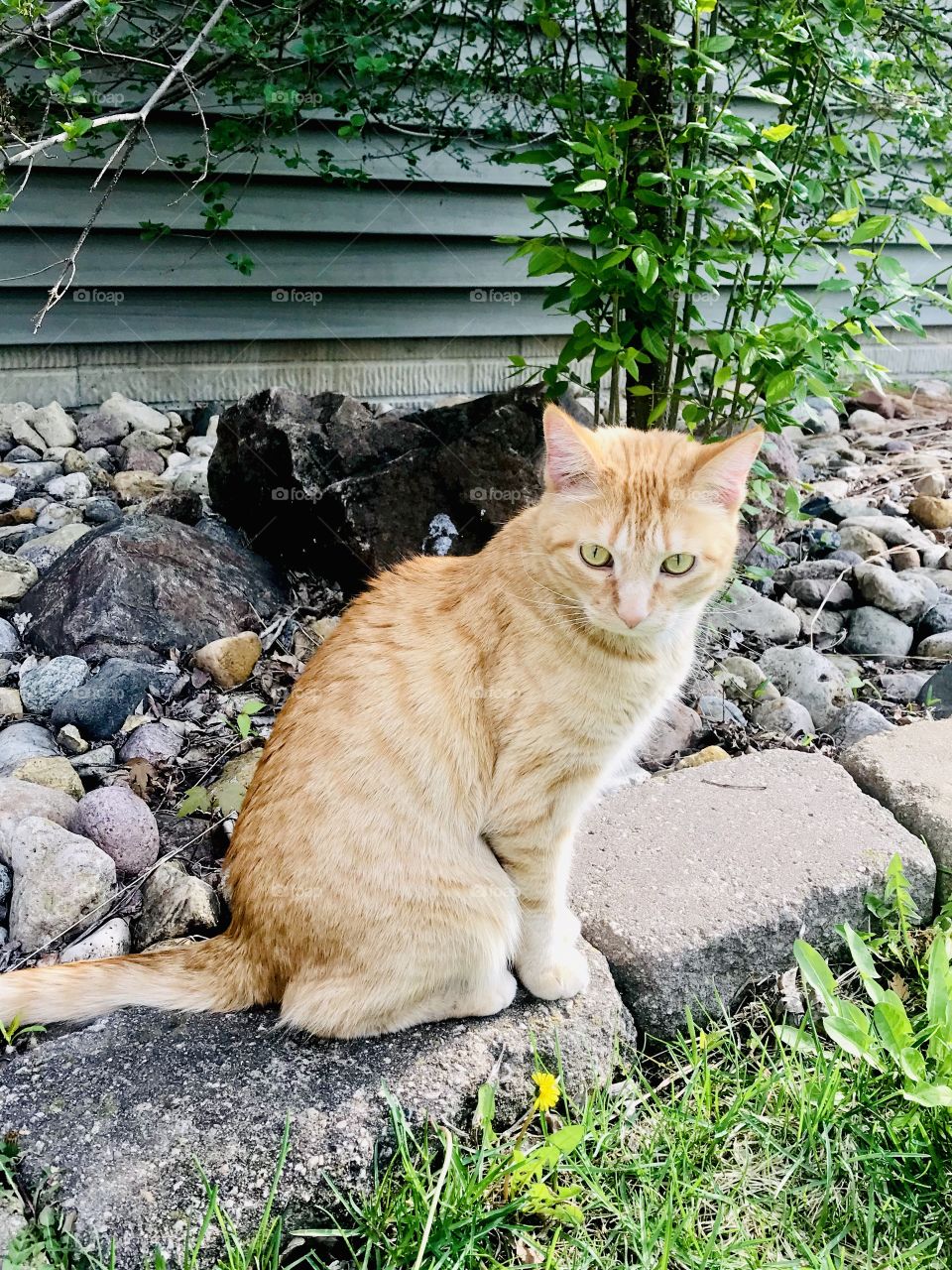 Darling orange tabby cat enjoying exploring all around outside in yard on beautiful day! 