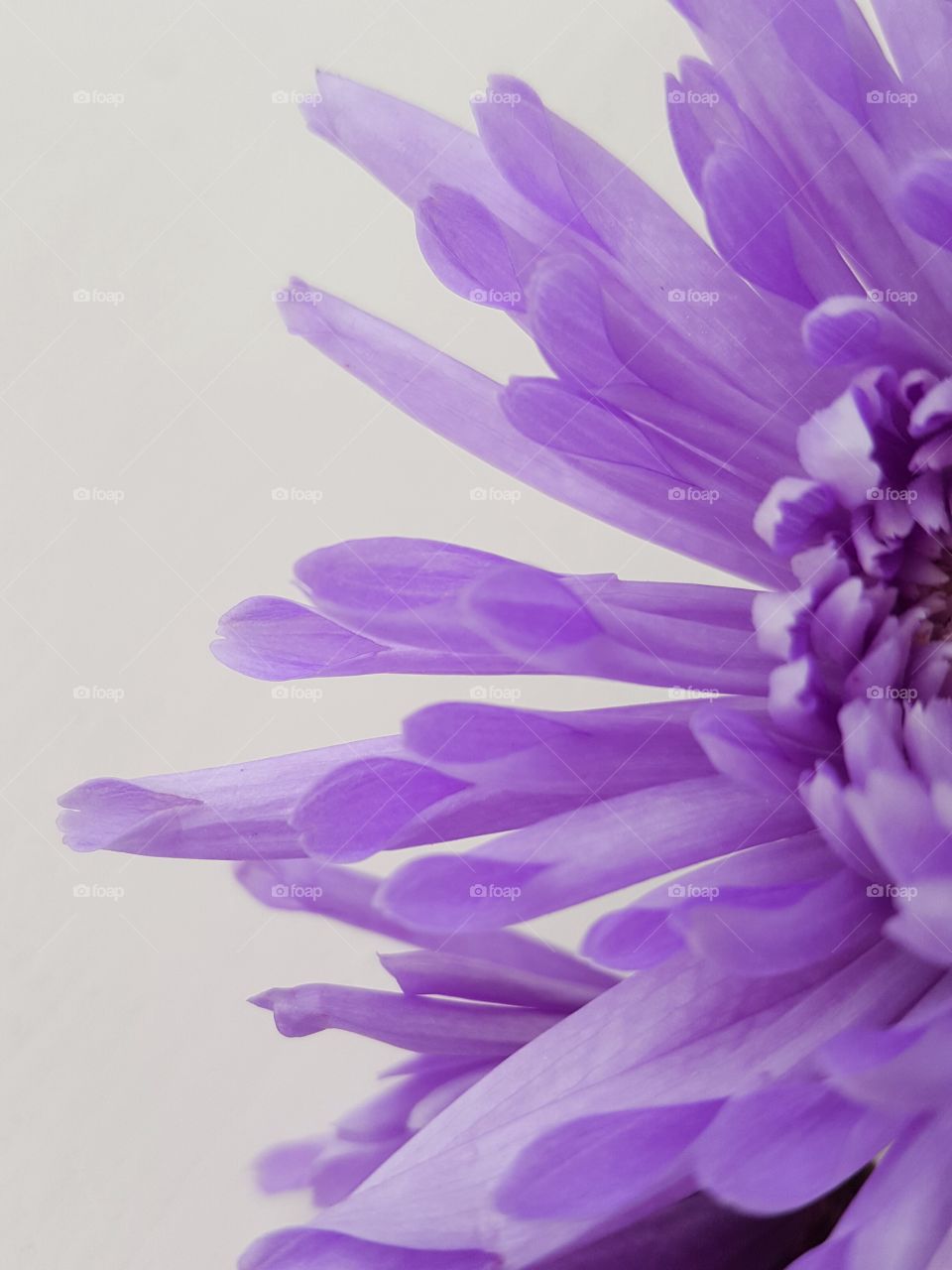 Close-up of purple chrysanthemum flower