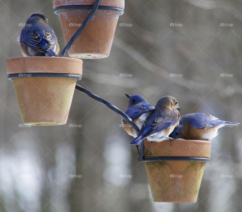 Eastern Bluebirds in Clay pots