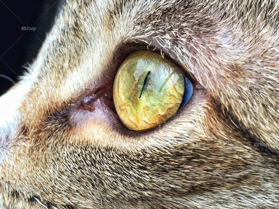 Macro of a cat's eye