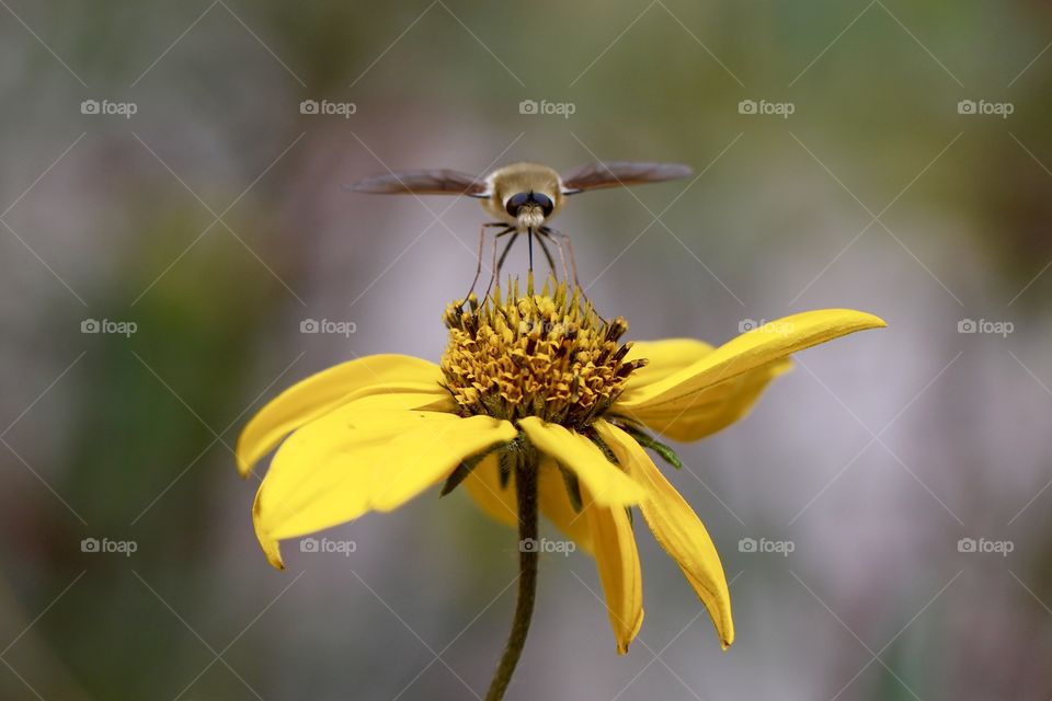 Moth on a Flower