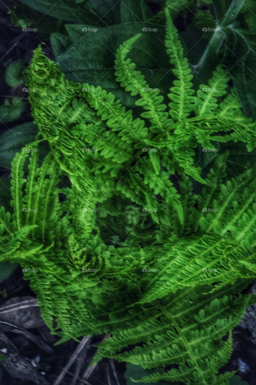 fern