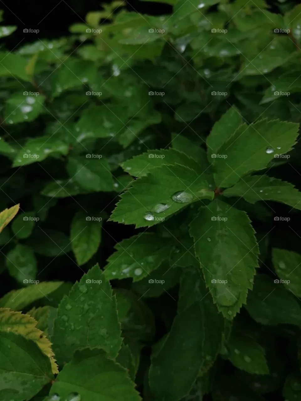 Leaves with dew