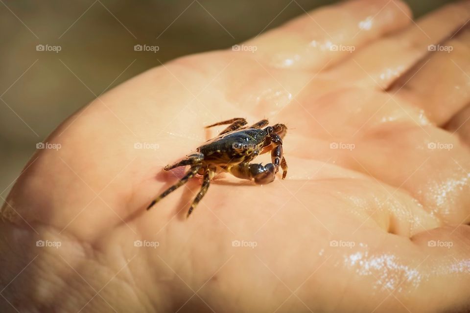Crab on hand