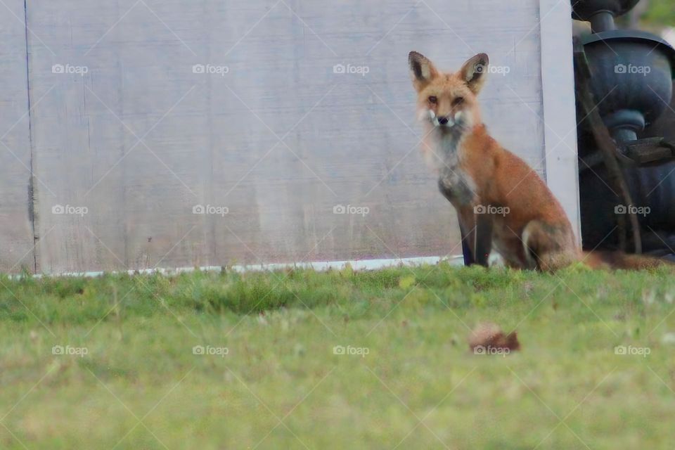 Neighborhood Redfox