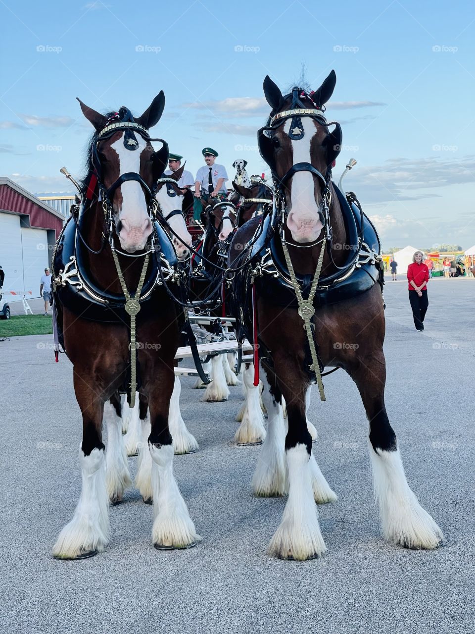 Clydesdale horses. Beautiful. Meet them