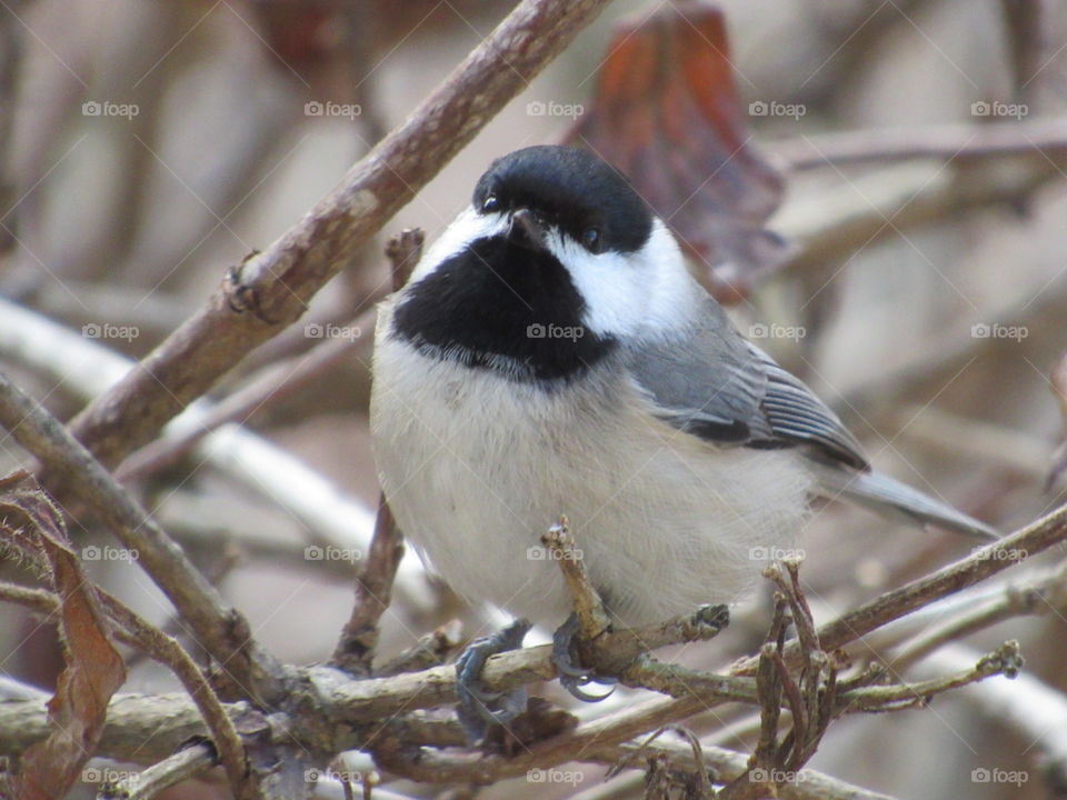 Chickadee