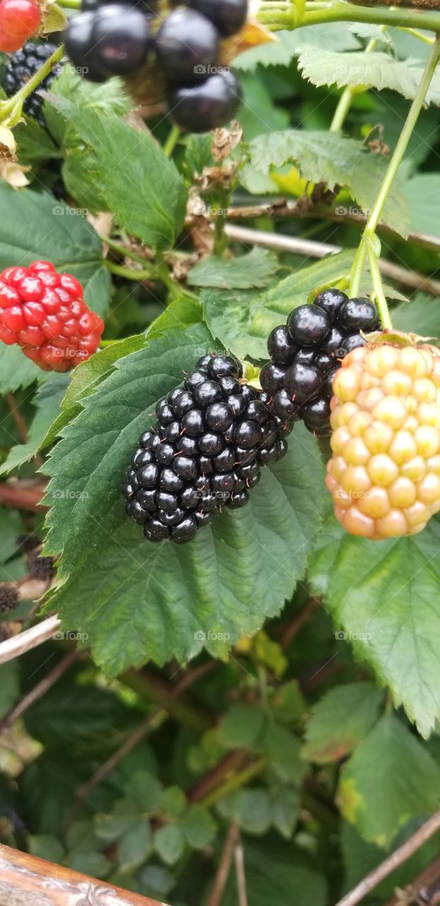 Fresh juicy blackberries