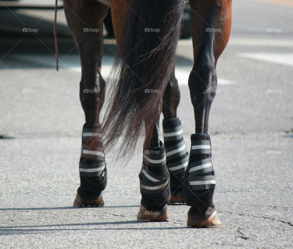 Horses Hooves in Parade. July 4th Parade