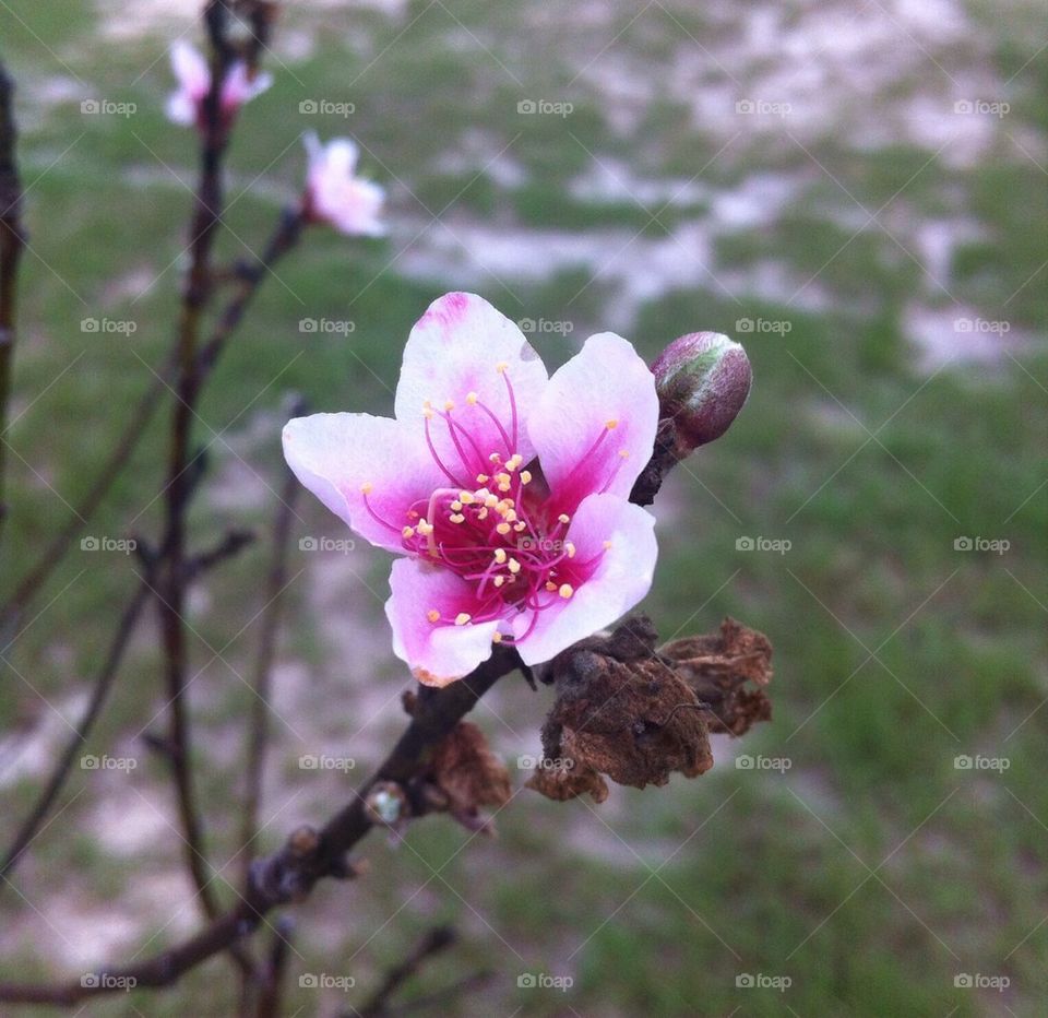 Peach Blossom
