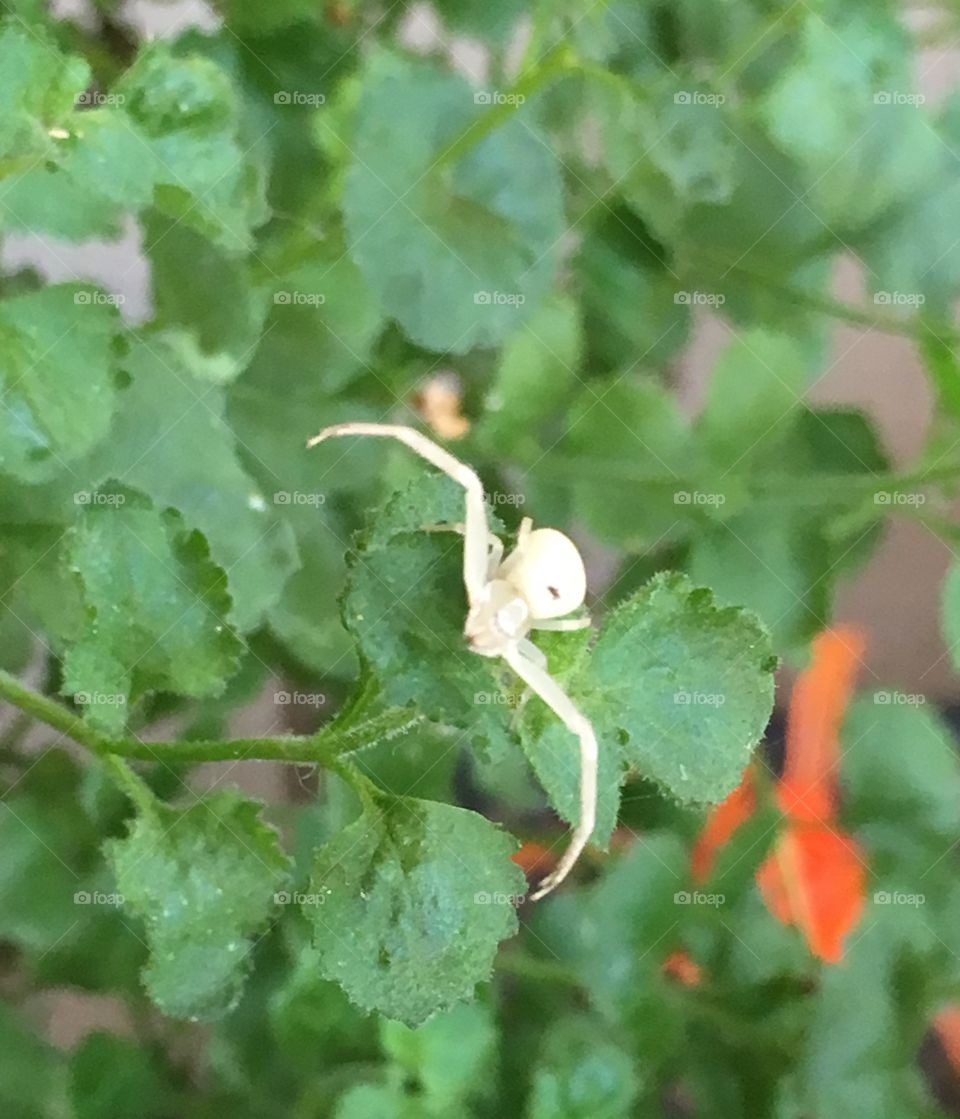 Tiny White Crab Spider
