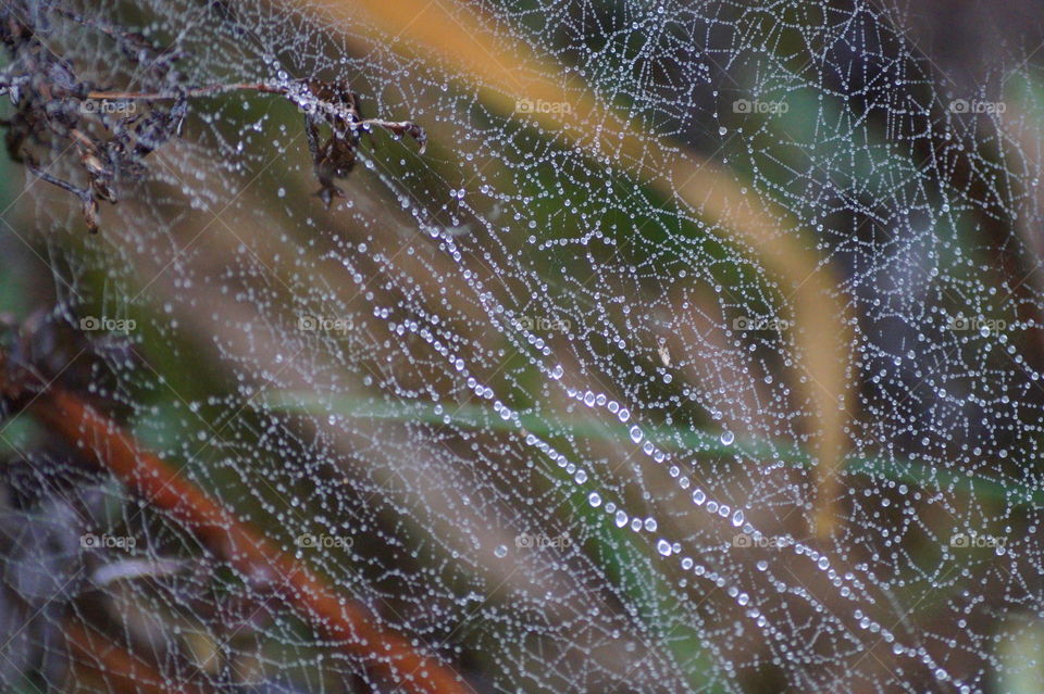 Spider Web and water
