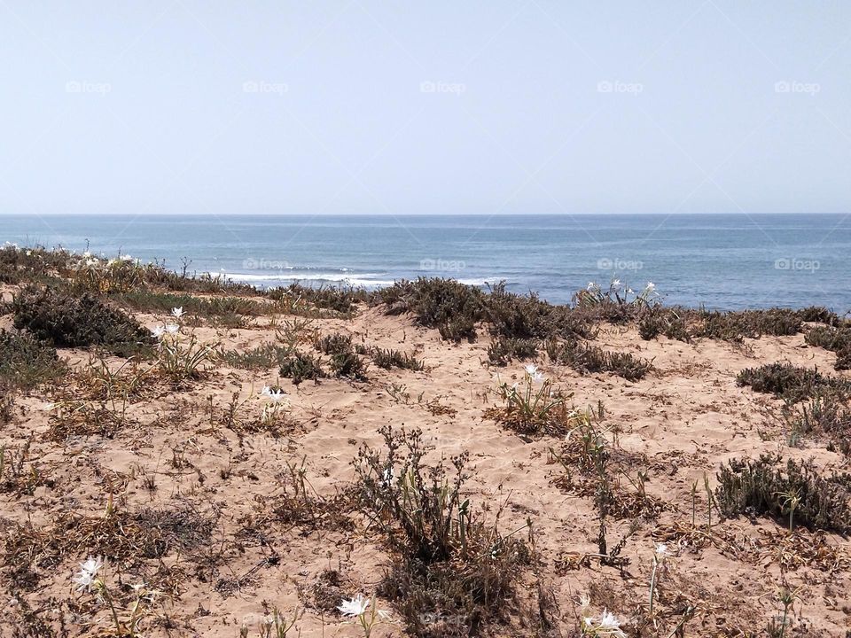 Flowers in the beach