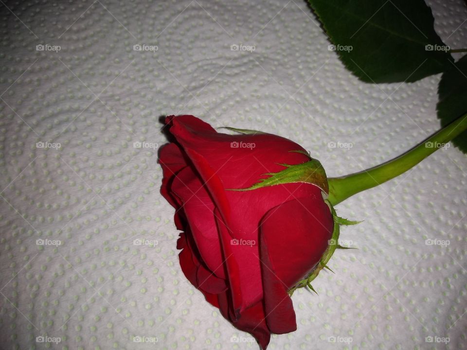Flower, Rose, No Person, Wedding, Love