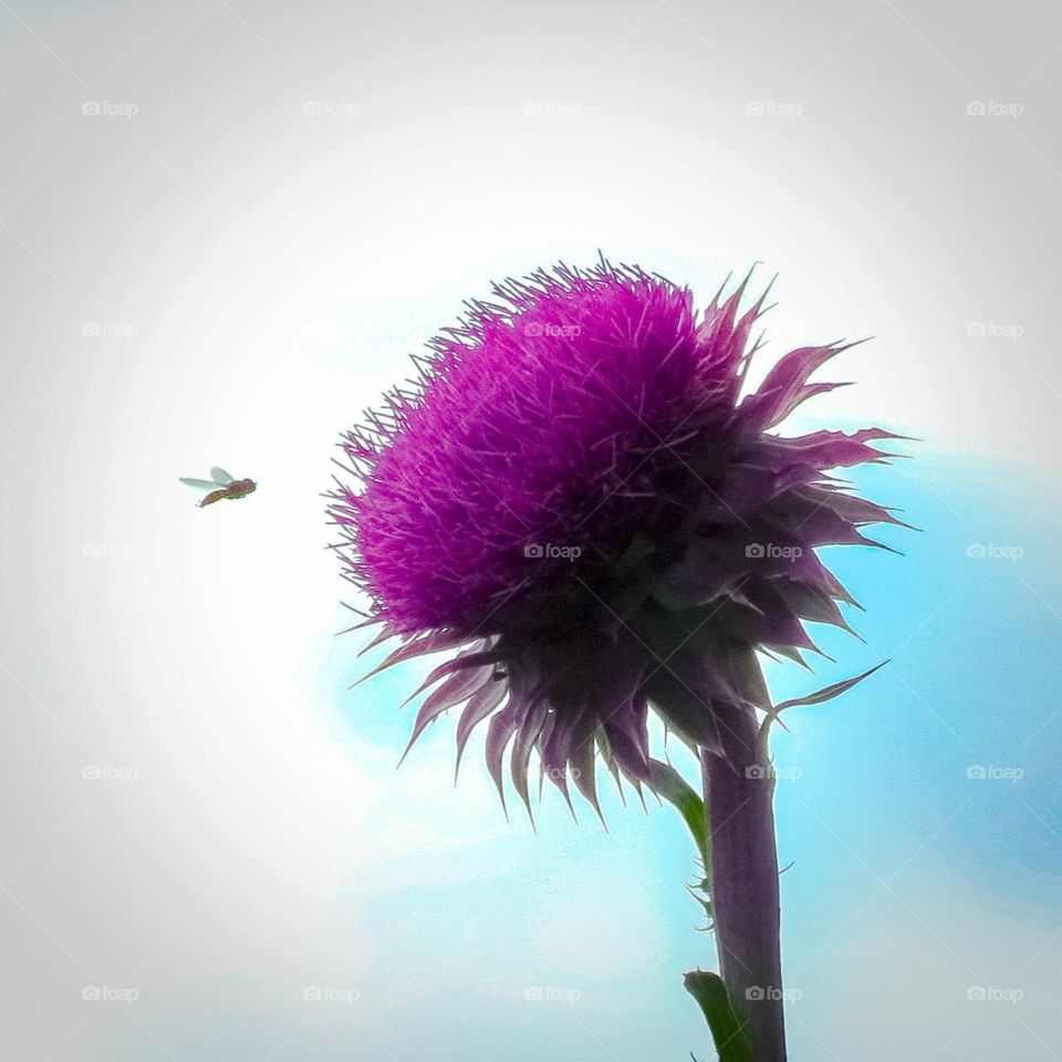 A small flying insect next to a beautiful purple flower