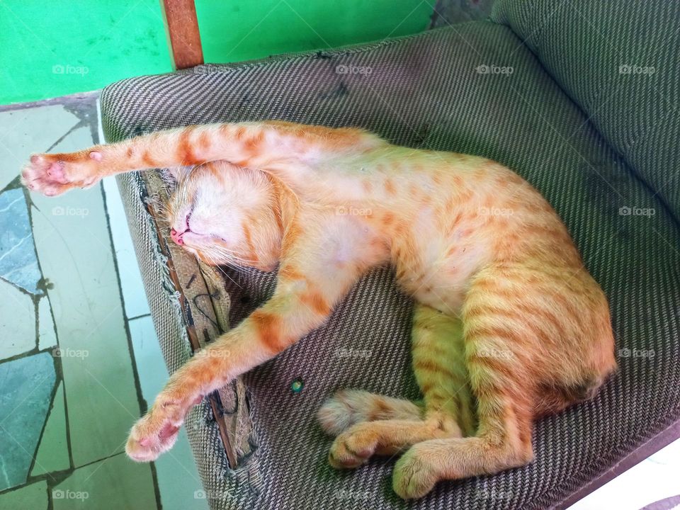 The cat that was sleeping on the sopa was broken