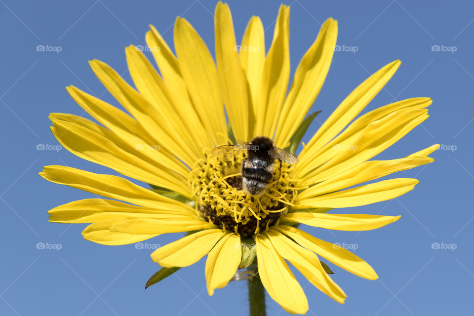 Bumblebee pollinating yellow flower, blue sky 