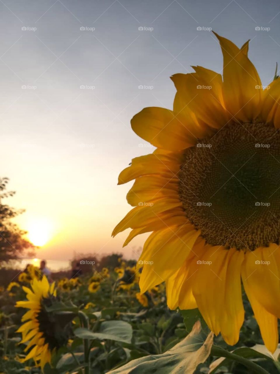 sunflower that look beautiful in the afternoon