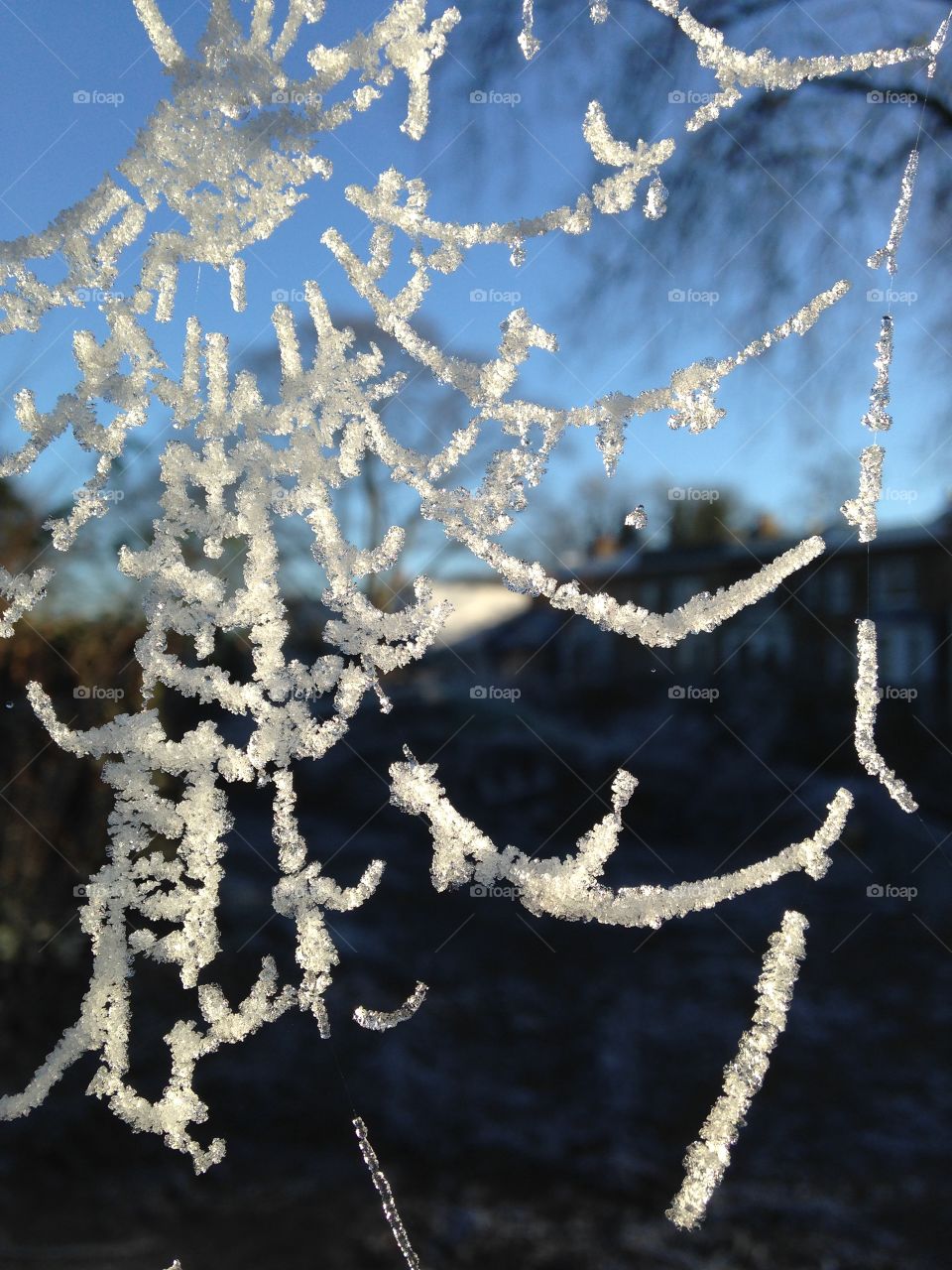 Frozen spider web